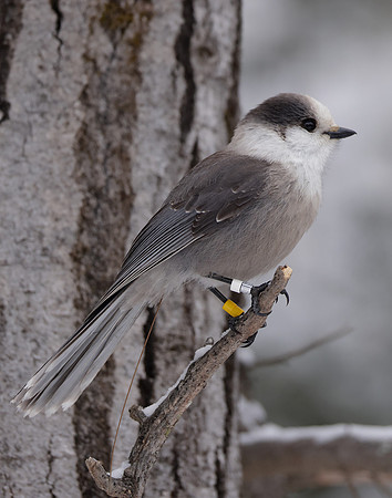 Canada Jay Perisoreus canadensis