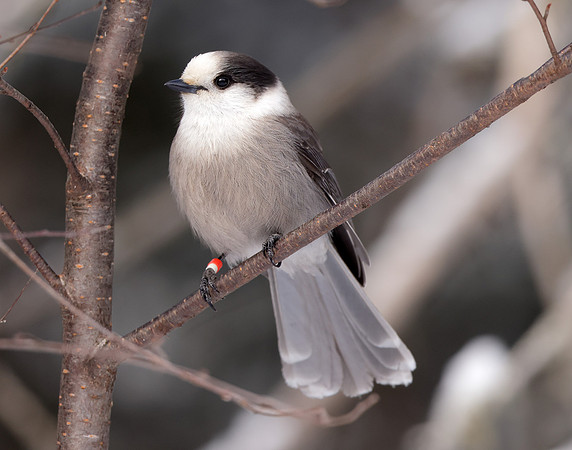 Canada Jay Perisoreus canadensis