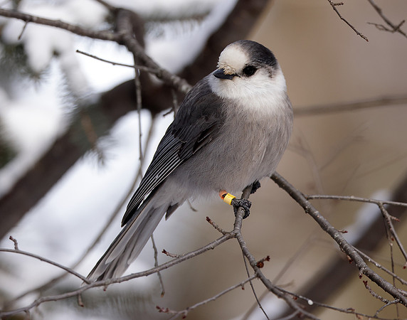 Canada Jay Perisoreus canadensis