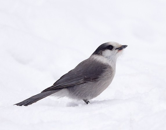 Canada Jay Perisoreus canadensis