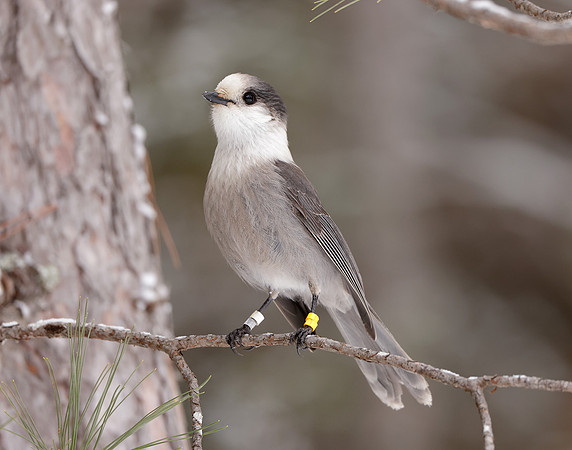 Canada Jay Perisoreus canadensis