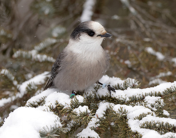 Canada Jay Perisoreus canadensis