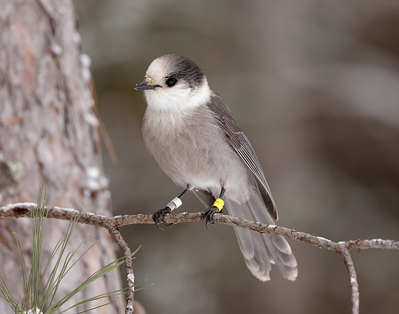Canada Jay Perisoreus canadensis