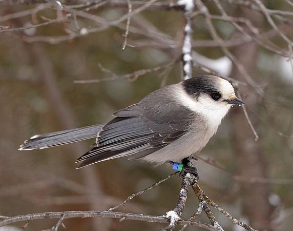 Canada Jay Perisoreus canadensis