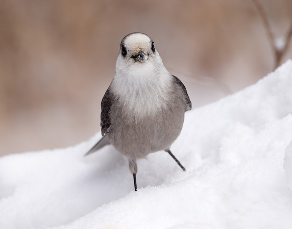 Canada Jay Perisoreus canadensis