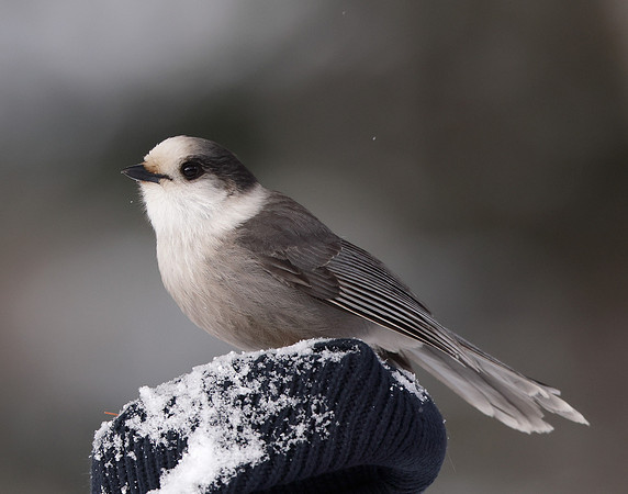 Canada Jay Perisoreus canadensis