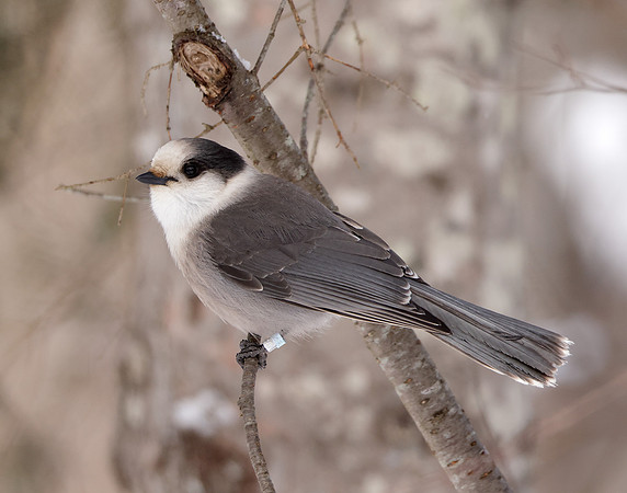 Canada Jay Perisoreus canadensis
