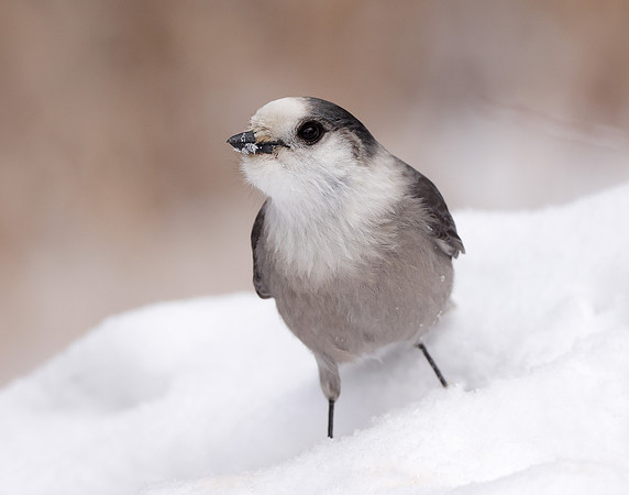 Canada Jay Perisoreus canadensis
