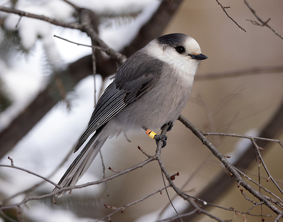 Canada Jay Perisoreus canadensis