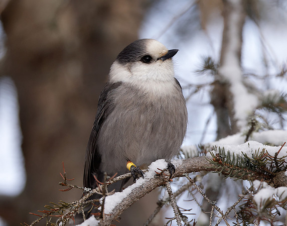 Canada Jay Perisoreus canadensis