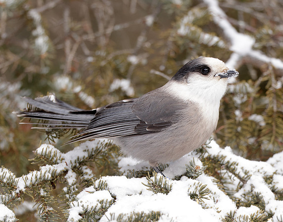 Canada Jay Perisoreus canadensis