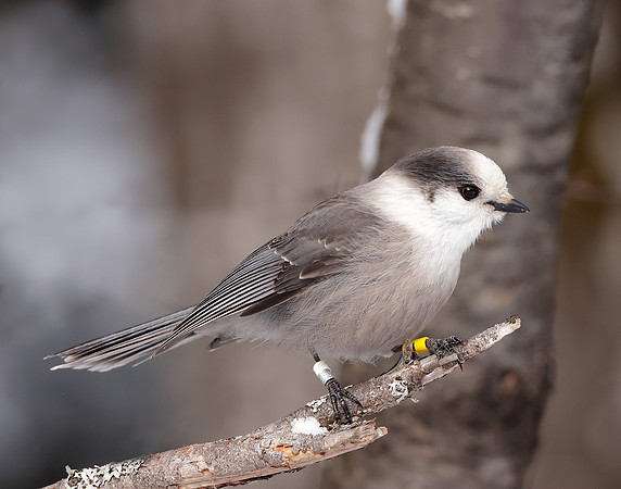 Canada Jay Perisoreus canadensis