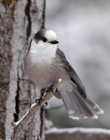 Canada Jay Perisoreus canadensis