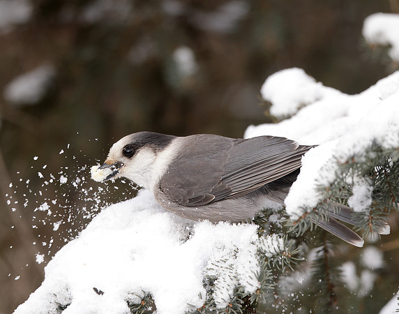 Canada Jay Perisoreus canadensis