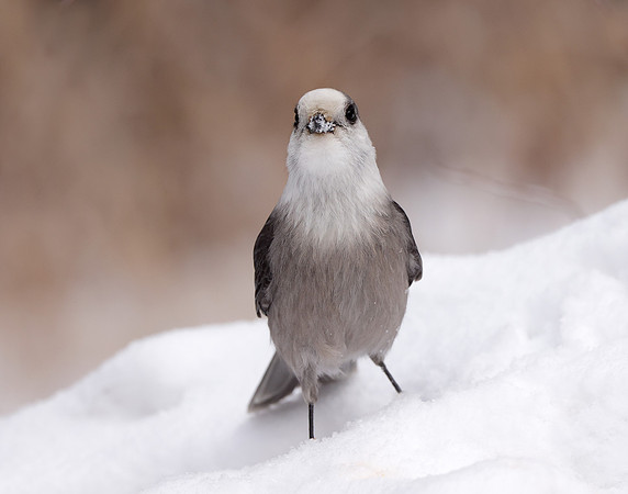 Canada Jay Perisoreus canadensis