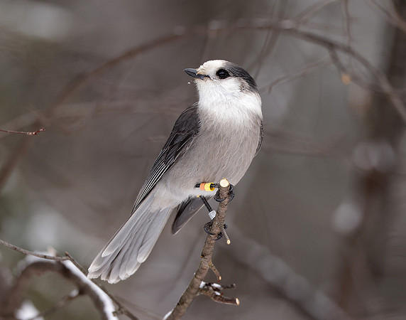 Canada Jay Perisoreus canadensis
