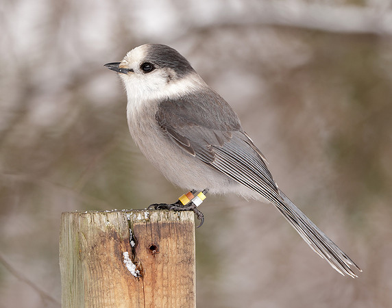 Canada Jay Perisoreus canadensis