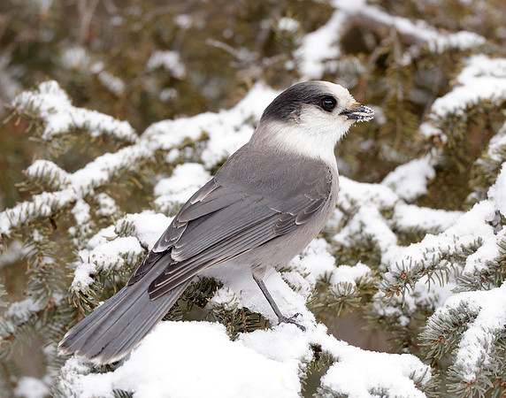 Canada Jay Perisoreus canadensis