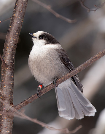 Canada Jay Perisoreus canadensis