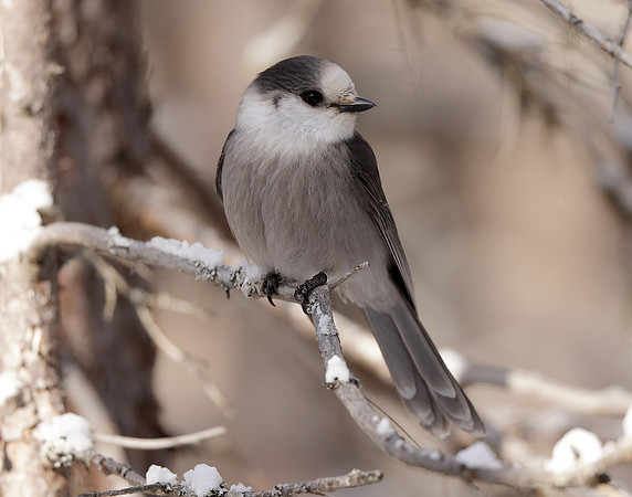 Canada Jay Perisoreus canadensis