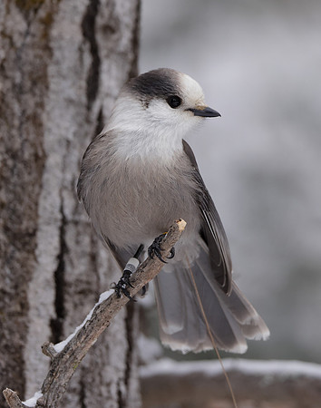 Canada Jay Perisoreus canadensis