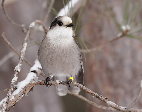 Canada Jay Perisoreus canadensis