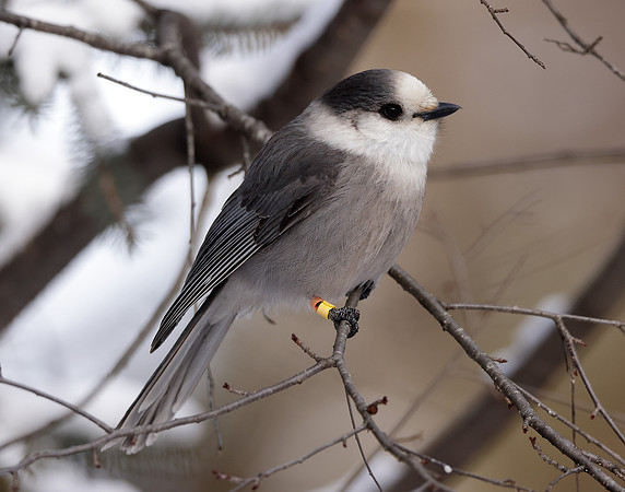 Canada Jay Perisoreus canadensis