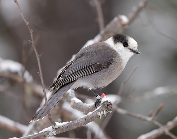 Canada Jay Perisoreus canadensis