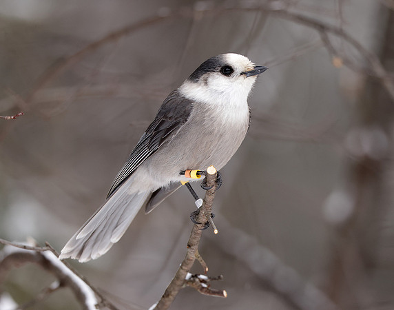 Canada Jay Perisoreus canadensis