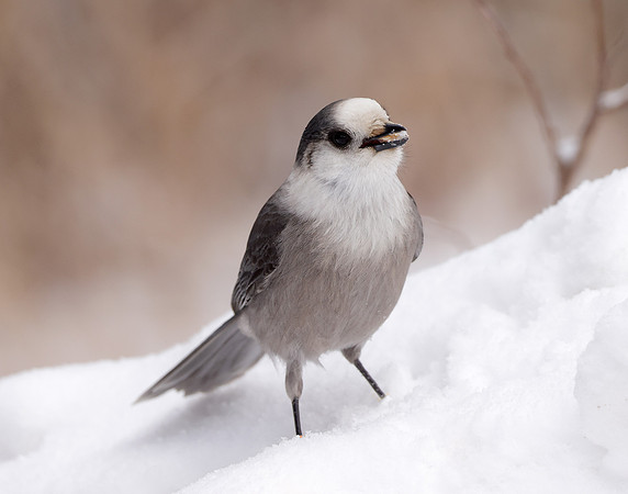 Canada Jay Perisoreus canadensis