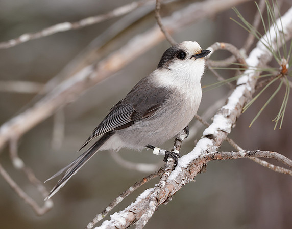 Canada Jay Perisoreus canadensis