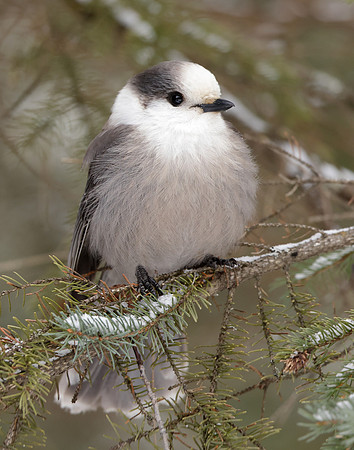 Canada Jay Perisoreus canadensis