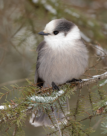 Canada Jay Perisoreus canadensis