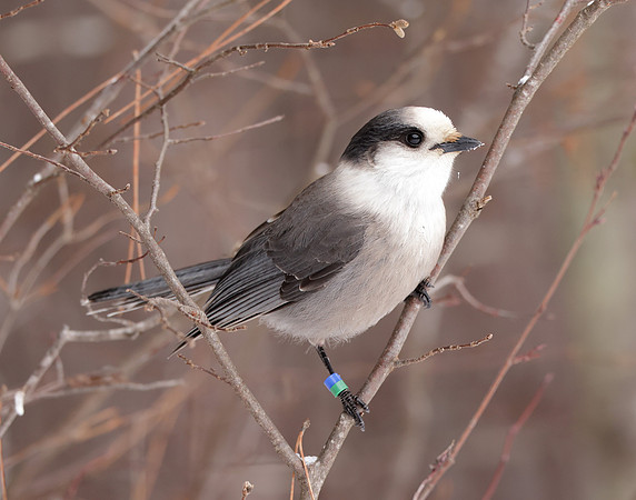 Canada Jay Perisoreus canadensis