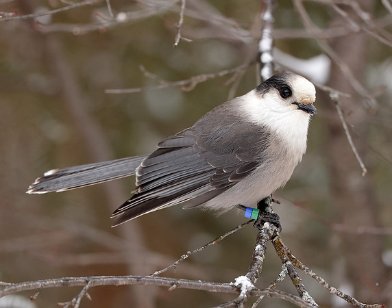 Canada Jay Perisoreus canadensis