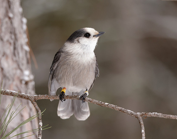 Canada Jay Perisoreus canadensis