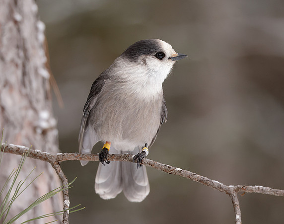 Canada Jay Perisoreus canadensis