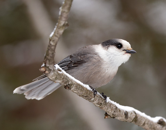 Canada Jay Perisoreus canadensis
