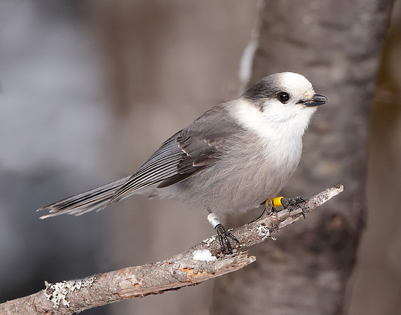 Canada Jay Perisoreus canadensis