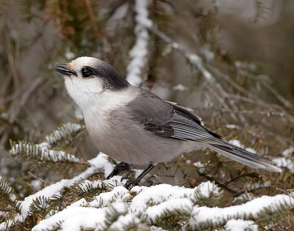 Canada Jay Perisoreus canadensis