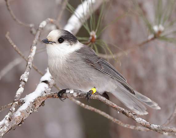 Canada Jay Perisoreus canadensis