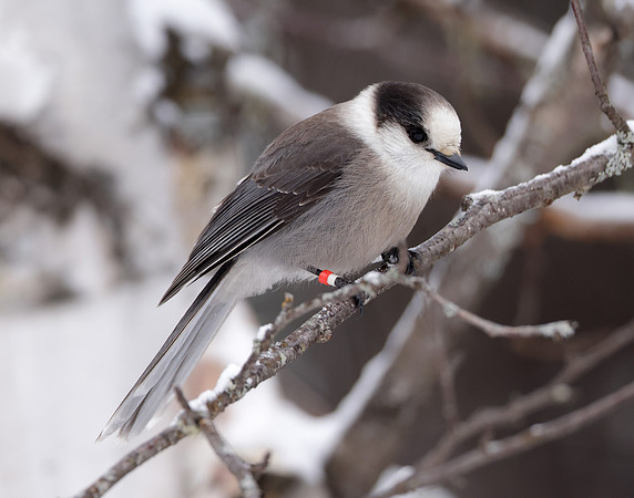 Canada Jay Perisoreus canadensis