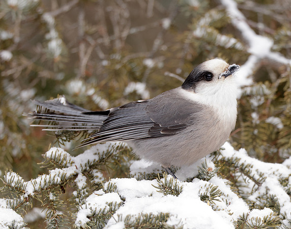 Canada Jay Perisoreus canadensis
