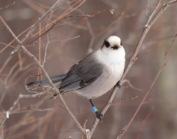 Canada Jay Perisoreus canadensis