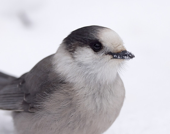 Canada Jay Perisoreus canadensis