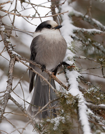 Canada Jay Perisoreus canadensis
