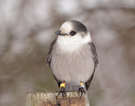 Canada Jay Perisoreus canadensis