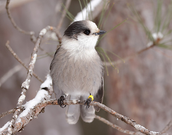 Canada Jay Perisoreus canadensis