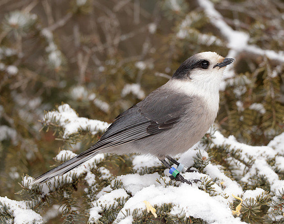 Canada Jay Perisoreus canadensis