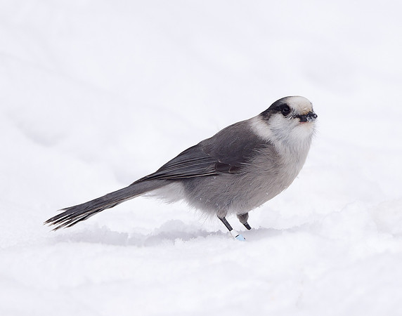 Canada Jay Perisoreus canadensis